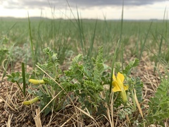 Caragana microphylla