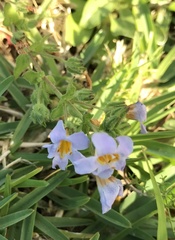 Chaenostoma roseoflavum