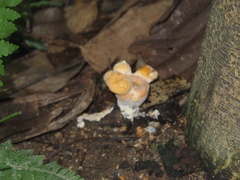 Trametes orientalis