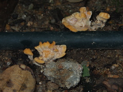 Trametes orientalis