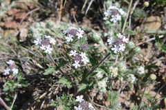 Glandularia quadrangulata