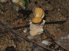 Trametes orientalis