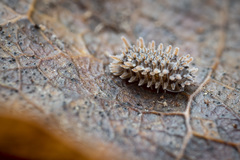 Pseudolaureola deharvengi