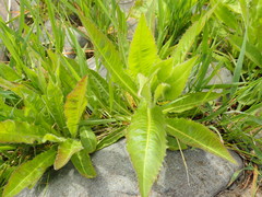 Picris japonica kamtschatica