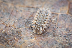 Pseudolaureola deharvengi