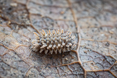 Pseudolaureola deharvengi