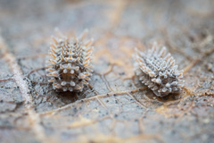 Pseudolaureola deharvengi