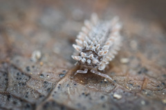 Pseudolaureola deharvengi