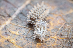 Pseudolaureola deharvengi