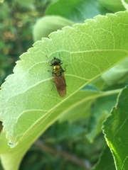 Chloromyia formosa