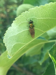 Chloromyia formosa