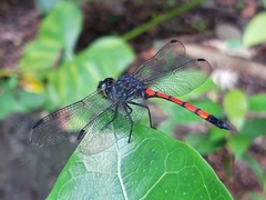 Agrionoptera insignis insignis