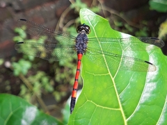 Agrionoptera insignis insignis