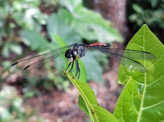 Agrionoptera insignis insignis