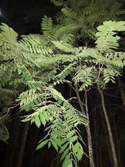 Dysoxylum mollissimum