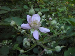 Rubus robiae