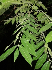 Dysoxylum mollissimum