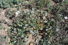 Glandularia quadrangulata