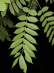 Dysoxylum mollissimum