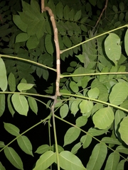 Dysoxylum mollissimum