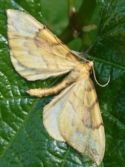 Gandaritis pyraliata