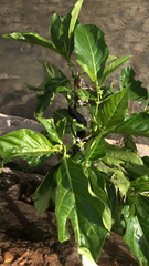 Morinda citrifolia image