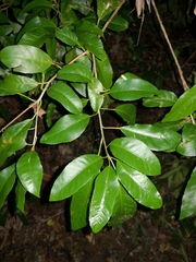 Croton verreauxii