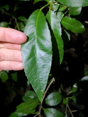 Croton verreauxii