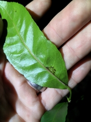 Croton verreauxii