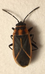 Ochrimnus lineoloides