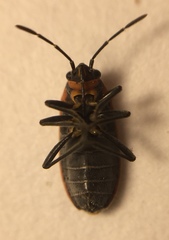 Ochrimnus lineoloides