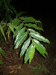Alpinia arundelliana