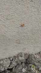 Dysdera crocata