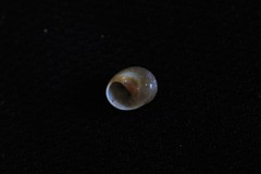 Natica pseustes