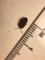 Ochrimnus lineoloides