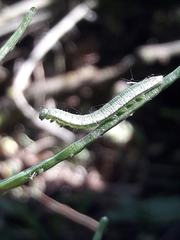 Anthocharis cardamines