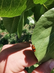 Clytra novempunctata