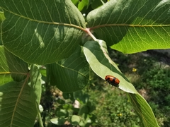 Clytra novempunctata