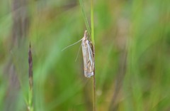 Crambus pratella