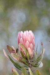 Protea compacta × susannae