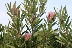 Protea compacta × susannae