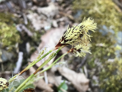 Carex pensylvanica