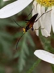 Stenurella melanura