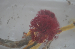 Schizobranchia insignis