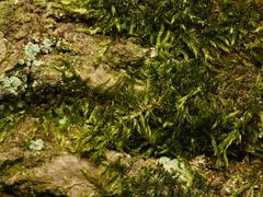 Sciuro-hypnum populeum