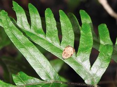 Sycacantha inopinata