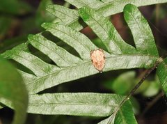 Sycacantha inopinata