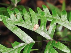 Sycacantha inopinata