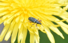 Phyllobius pomaceus