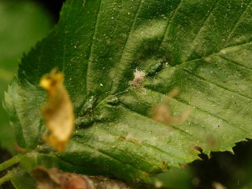Aceria tenella